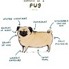 Boy's Design By Humans Anatomy of a Pug By SophieCorrigan T-Shirt - 2 of 3