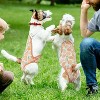 Dog Diapers Female Washable Sanitary Pantie with Adjustable Suspender, Cute Puppy Pet Period Panties, Reusable Doggie Diapers for Male Dogs in Heat - 3 of 4