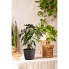 Live Alocasia Polly Elephant Ear Plant in 6" Standard Black Planter - 4 of 4