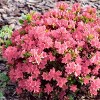 2.25gal Coral Bell Azalea Plant, Pink Blooms - Versatile Shrub for Gardens, Borders, Hedges - National Plant Network: Perennial Outdoor - 3 of 4