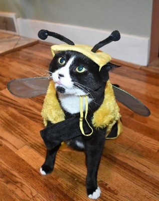 Bumble Bee Halloween Dog And Cat Costume Hyde Eek Boutique Target