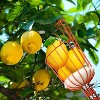 Walensee Fruit Picker - 4 of 4