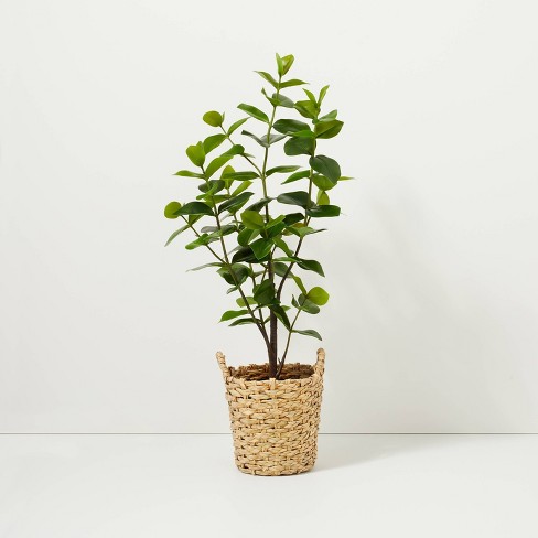 autograph plant
