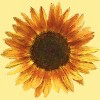 Men's Design By Humans Sunflower By Maryedenoa T-Shirt - 2 of 3