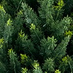 4 green