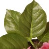 10" Artificial Pink Hydrangea Flower in Ceramic Pot - National Tree Company - 4 of 4