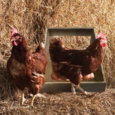 Handcrafted Eco-Friendly Wood Single Compartment Nesting Box
