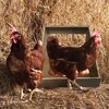 Farm Innovators Single Compartment Versatile Hand Crafted Fully Assembled Wood Nesting Box Coop Ideal for Chicken, Ducks, and Birds - 2 of 4