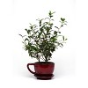 2.5qt Brew-Tea-Ful Plant - National Plant Network: Full Sun Camellia, 8" Nursery Pot, Live Houseplant - 2 of 4