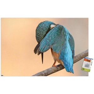 Trends International The Comedy Wildlife Photography Awards: Antonio Medina - Ashamed Unframed Wall Poster Prints - 1 of 4
