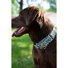 Country Brook Petz Cheetah Martingale Dog Collar - image 2 of 4