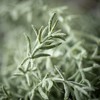 Sullivans Artificial 40" Rosemary Herb Long Spray - 2 of 2