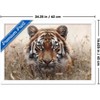 Trends International Reinders: Animals - Hunting Tiger In Grasses Framed Wall Poster Prints - 3 of 4