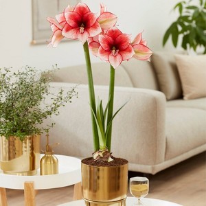 Amaryllis Stardust Red Preplanted Bulb with Brass Finish Iron Planter and Stand - Van Zyverden - 1 of 4