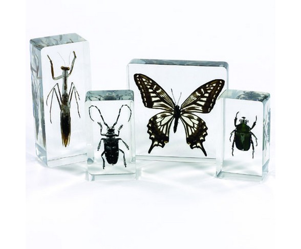 Insect Specimen Set  - Set of 4