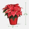 Holiday 6" Red/White Poinsettia Live Plant - Good Little Garden™ - 4 of 4