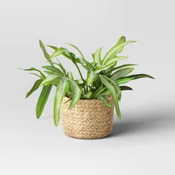 Small Artificial Fern Leaf in Basket - Threshold™