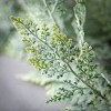 36"H Sullivans Draped Hanging Fern Foliage, Green - 2 of 2