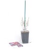 Weigela Stunner 4" Potted Rocketliners - Van Zyverden - 4 of 4