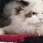 black and red-53 inch