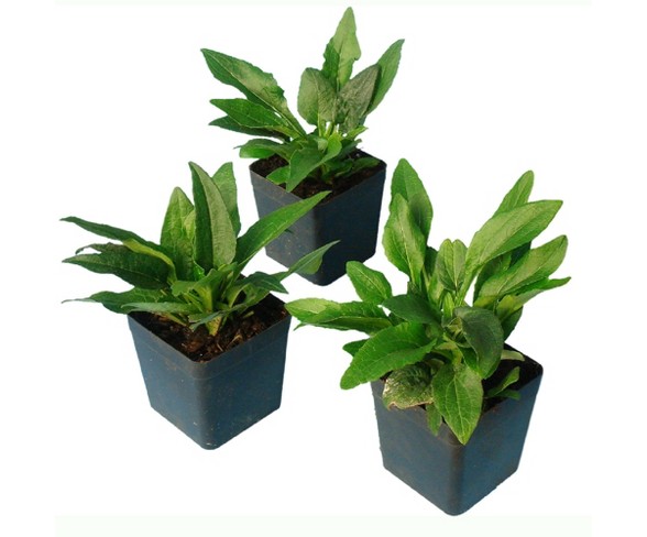 Burpee 3pc Echinacea Cheyenne Spirit - Cottage Hill