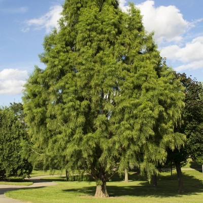 cypress tree flower