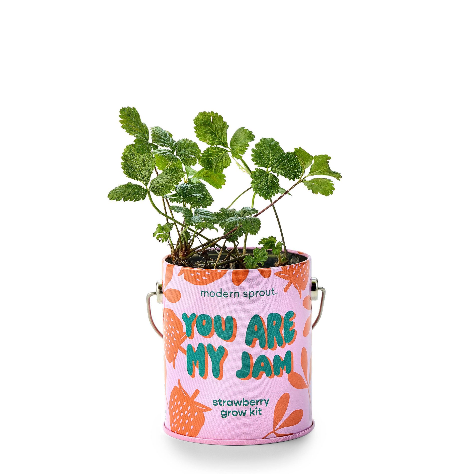 Modern Sprout Complimentary Color Grow You are my Jam Strawberry Seed Starter Kit
