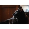 Nikon NIKKOR Z 28-75mm f/2.8 Lens - 3 of 4