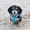 Voyager Step-In Air Dog Harness for Small and Medium Dogs - 4 of 4