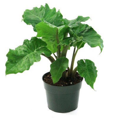 6" 'Low Rider' Alocasia Plant - National Plant Network