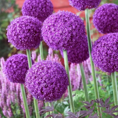 Set of 12 Mammoth Bulbs Giant Allium Ambassador - Van Zyverden