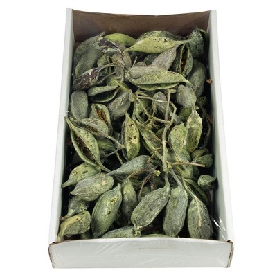 Vickerman Brachy Clusters, Dried
