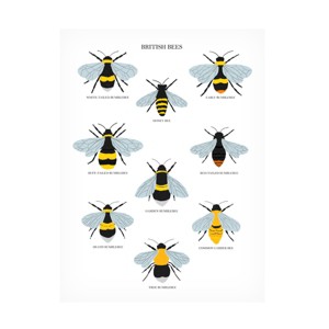 Trademark Fine Art - Sarah Frances British Bees Canvas Art - 1 of 4