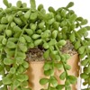 Juvale Potted Faux Succulents Planters, Artificial Plants Faux Home Decor, 4 x 6.5 in - image 3 of 3