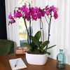 Live 10" Purple 1 Duo Orchid Houseplant in Dot Planter - 2 of 4