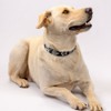 Country Brook Petz Deluxe Dog Collar - Summer Breeze Collection - Made in The U.S.A. - 3 of 4
