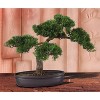 Silk Bonsai Tree - 16 Inch Artificial Plant with Exposed Roots - Home Decor Accent & Peaceful Gift - 2 of 2