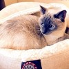 Majestic Pet Wales Canopy Cat Bed - image 4 of 4