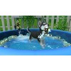 Little Friends: Puppy Island - Nintendo Switch - image 4 of 4