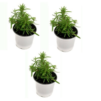  4" Rosemary Herb Plant with Lavender Blooms 3pk - National Plant Network 