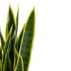 Northlight Real Touch™️ Artificial Potted Striped Leaf Dracaena Snake Plant - 29" - 3 of 4