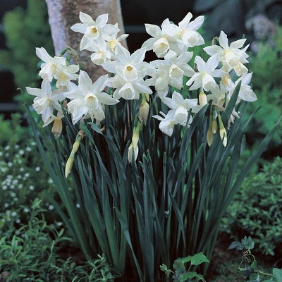 Daffodils Thalia Set of 12 Bulbs - White - Van Zyverden