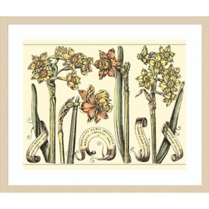 Amanti Art Narcissus in Bloom II by Mark W. Langlois Wood Framed Wall Art Print - 1 of 4