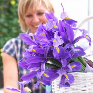 Van Zyverden 12ct Bulbs Iris Dutch Sapphire Beauty - 1 of 4