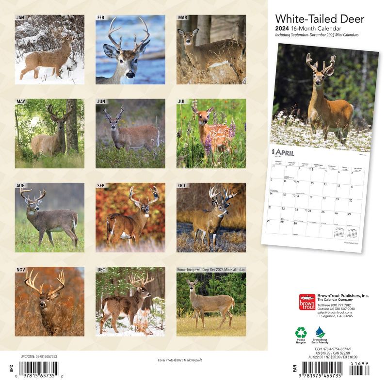 Browntrout 2024 Wall Calendar 12&#34;x12&#34; White Tailed Deer, 2 of 5
