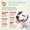 Country Brook Petz Everyday Nylon Dog Collar - 4 of 4
