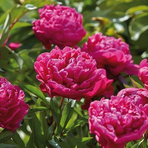 Van Zyverden 6ct Peonies Red Karl Rosenfield Flower Root Set - 1 of 4