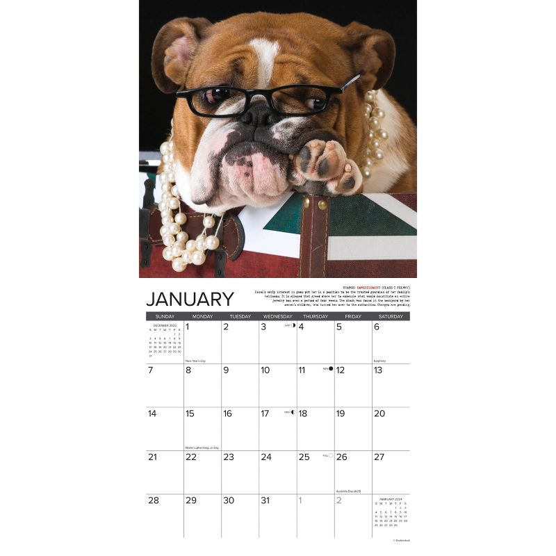 Willow Creek Press 2024 Wall Calendar 12&#34;x12&#34; Bulldog Bad Boys, 3 of 4