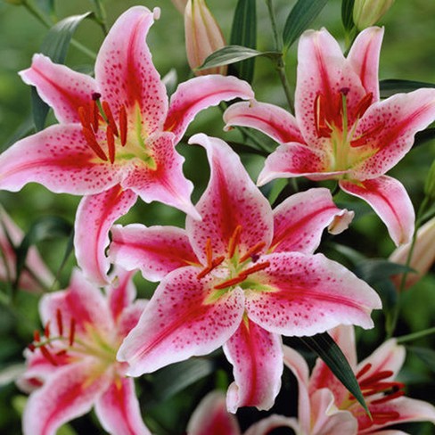 Lilies Oriental Stargazer - Set Of 12 Bulbs - Van Zyverden : Target