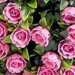 pink - 2pcs